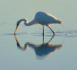 Egret With Catch_37269